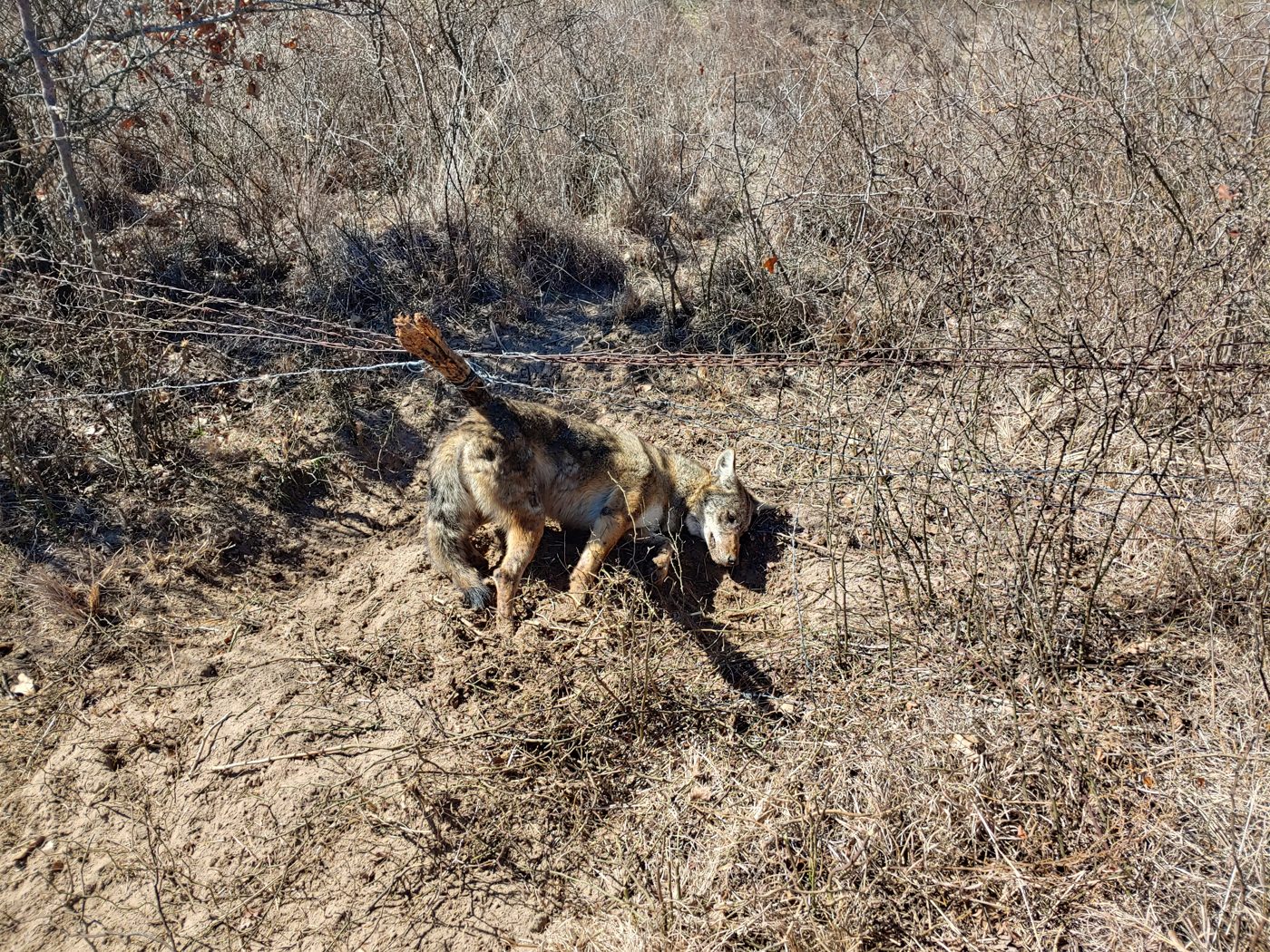 A coyote taken in a wire snare set along a fence line on our Texas property, the unvarnished reality of predator control and trapping