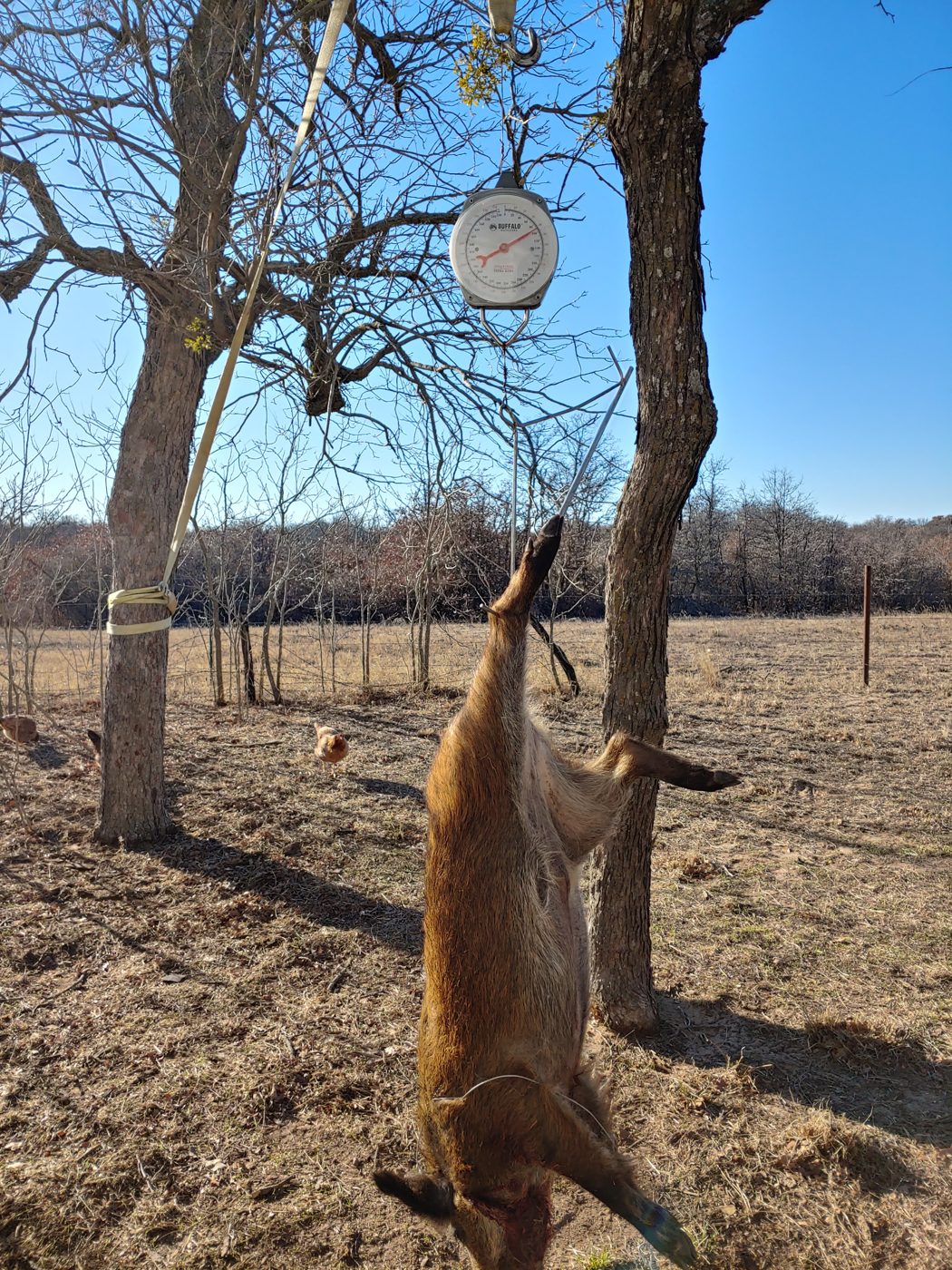 A feral hog I harvested hanging from a Buffalo Outdoors spring scale on our Texas property, with a hen foraging in the background